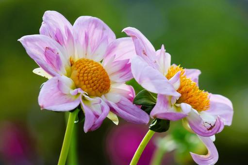 Photo, dahlia, flower, plant, 