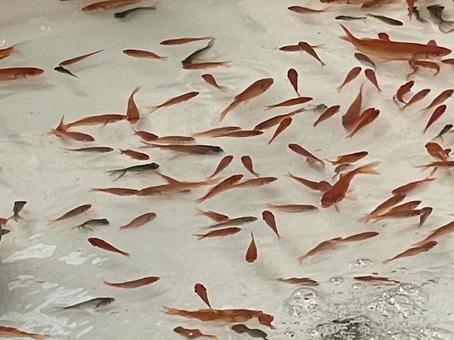 夏祭りの屋台 金魚すくい 夏祭りの屋台 金魚すくいの写真