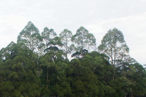 木 木,高木,緑の写真素材