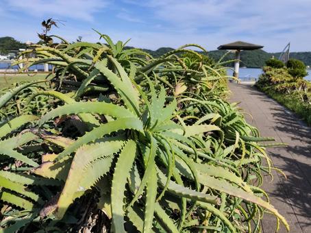 アロエの茂み まどが浜海遊公園にて アロエの茂み まどが浜海遊公園にての写真