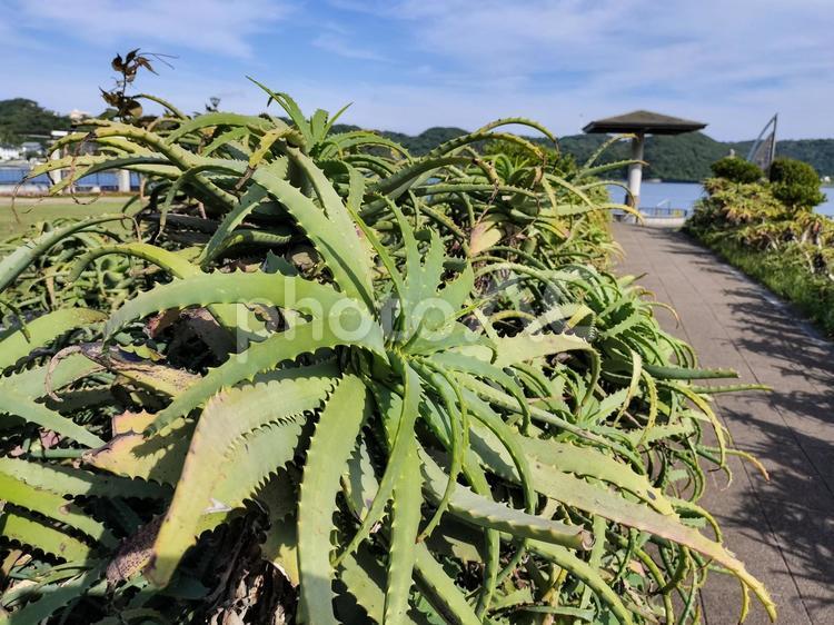 アロエの茂み　まどが浜海遊公園にて アロエ,まどが浜海遊公園,下田港の写真素材