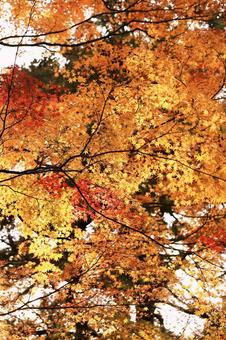 秋のオレンジ色の紅葉の背景 紅葉,もみじ,秋の写真素材