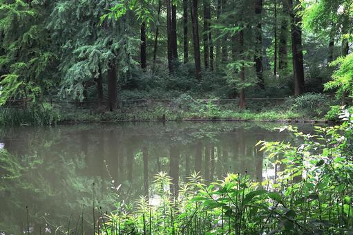 池のある風景 池のある風景の写真