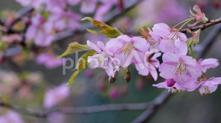 早咲き桜-583 桜,さくら,河津桜の写真素材