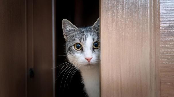 ドアの隙間から様子を窺う猫 ドアの隙間から様子を窺う猫の写真