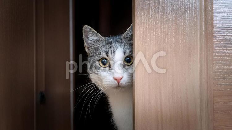 ドアの隙間から様子を窺う猫 猫,ドア,扉の写真素材