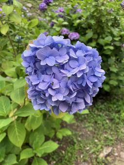 Hydrangea, JPG