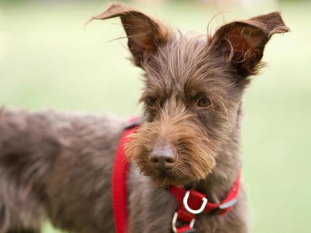 シュナウザーの顔 シュナウザーの顔 犬,ミニチュアシュナウザー,シュナウザーの写真素材