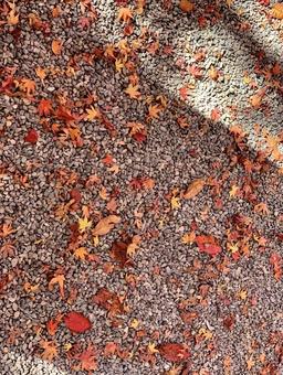 散った色鮮やかな紅葉 散った色鮮やかな紅葉の写真