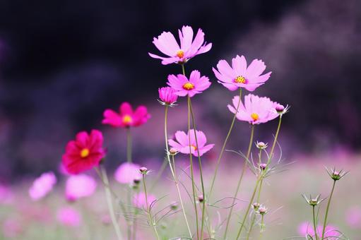 Cosmos flowers blooming in the autumn field, JPG
