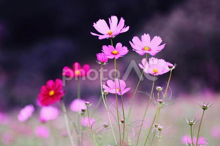 秋の野に咲くコスモスの花 花,コスモス,秋の写真素材