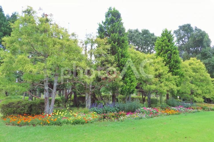木々と色とりどりの花 花,花壇,芝生の写真素材