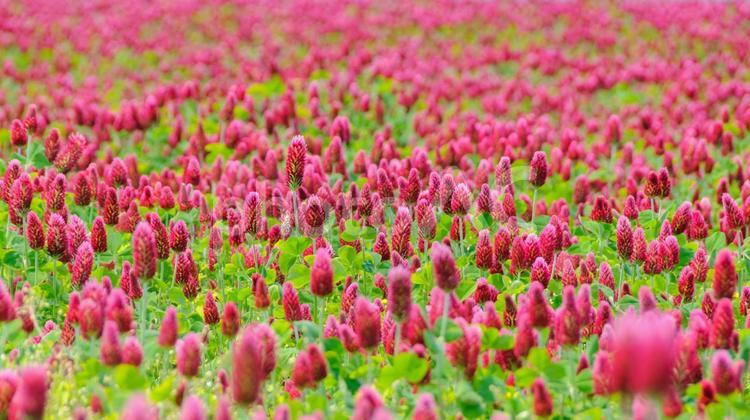 咲き誇るクリムゾンクローバーの花畑 1 クリムゾンクローバー,ストロベリーキャンドル,ベニバナツメクサの写真素材