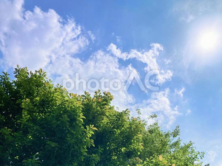 夏の太陽を浴びる大樹 太陽,大樹,空の写真素材