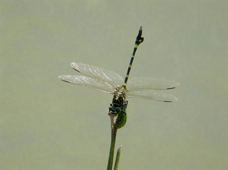 【昆虫写真】ウチワヤンマ(団扇蜻蜒) 【昆虫写真】ウチワヤンマ(団扇蜻蜒)の写真