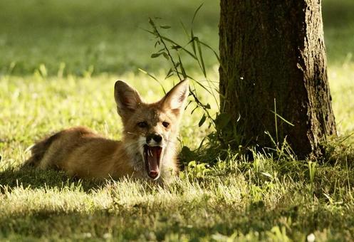 Fox, JPG Fox, JPG