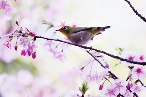 満開の河津桜とメジロの写真
