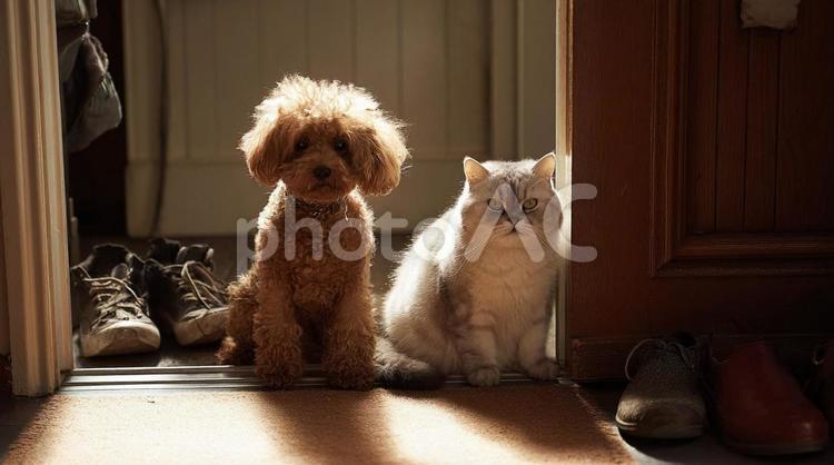 玄関で待つ犬と猫・お見送り・日常風景 犬と猫,玄関,お見送りの写真素材