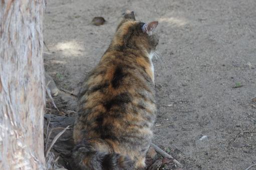ねこ ねこ にゃんこ,可愛い,野良猫の写真素材
