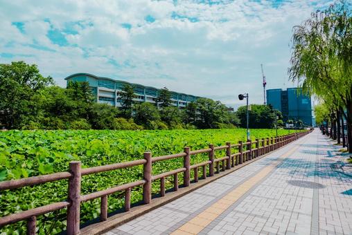 【秋田】千秋公園 蓮の花 2025 【秋田】千秋公園 蓮の花 2025の写真