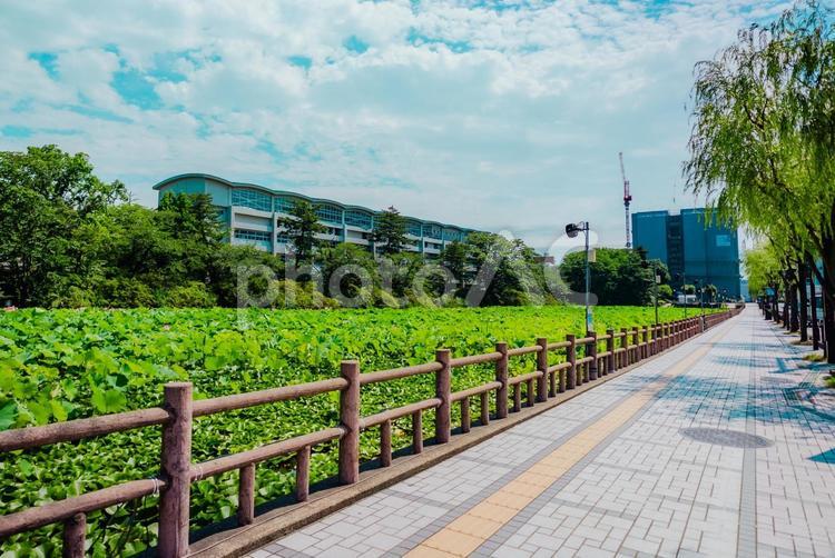 【秋田】千秋公園 蓮の花 2025 秋田,千秋公園,公園の写真素材