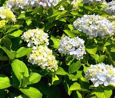 紫陽花 紫陽花 アジサイ,花,あじさいの写真素材