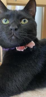 黒猫アップ かわいい,動物,お目目ぱっちりの写真素材