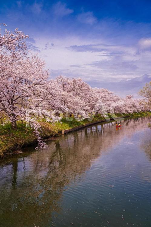 満開の桜と青空 桜,4月,美しいの写真素材