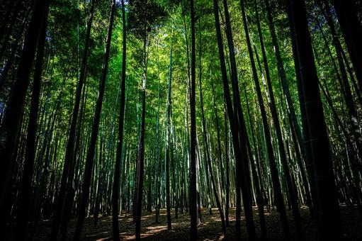 栃木県　竹林 栃木,栃木県,宇都宮市の写真素材