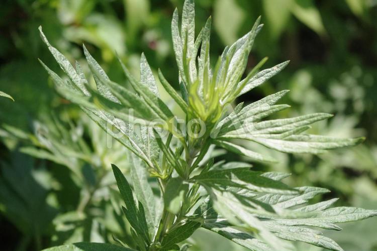 生命力あふれる和の薬草_よもぎ よもぎ,アップ,蓬の写真素材