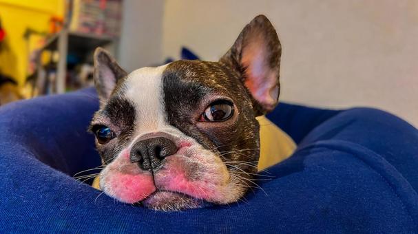 眠たい犬（フレブル）_3 犬,フレブル,鼻ぺちゃの写真素材