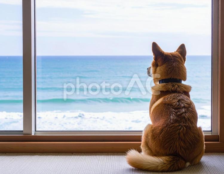柴犬と海 窓辺,後ろ姿,動物の写真素材