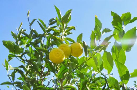 小ぶりの柚子と秋の陽光 柚子,果実,果物の写真素材