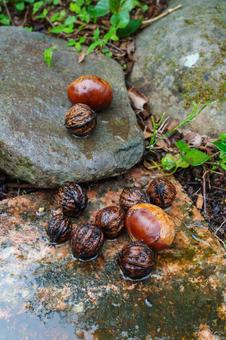 クルミと栗 クルミ,くるみ,胡桃の写真素材