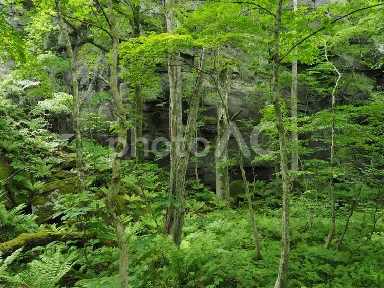 奥入瀬渓流　遊歩道脇のシダ類や苔の風景 奥入瀬渓流,三乱の流れ,十和田市の写真素材