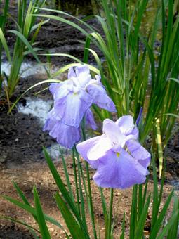 公園の水路で開花したハナショウブ 公園の水路で開花したハナショウブ ハナショウブ,菖蒲,アヤメの写真素材