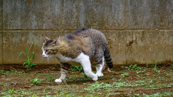 立ち去るネコ 立ち去るネコ ネコ,猫,野良猫の写真素材
