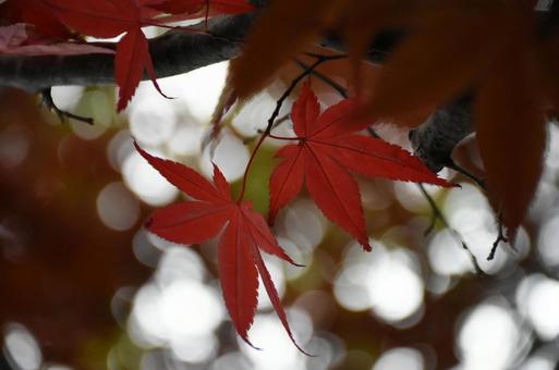 紅葉 紅葉の写真