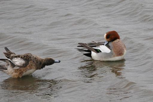 ヒドリガモ⑴の写真