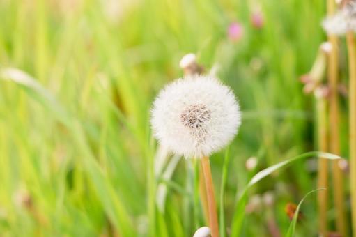 ふんわりモフモフしたたんぽぽの種綿毛 タンポポ,綿毛,素材の写真素材