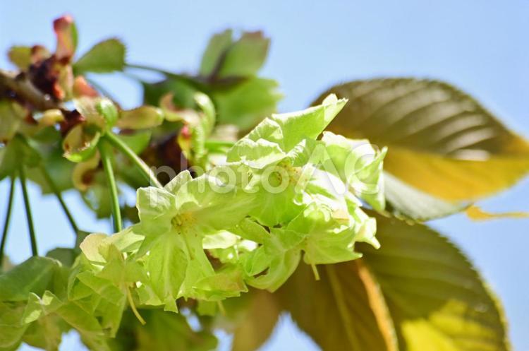 緑色の変わった桜 大宮第三公園,さいたま市,緑の桜の写真素材