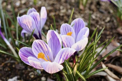 Crocus 1, JPG