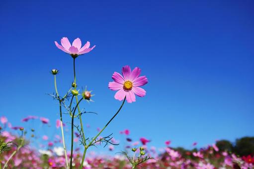 コスモスと青空の写真