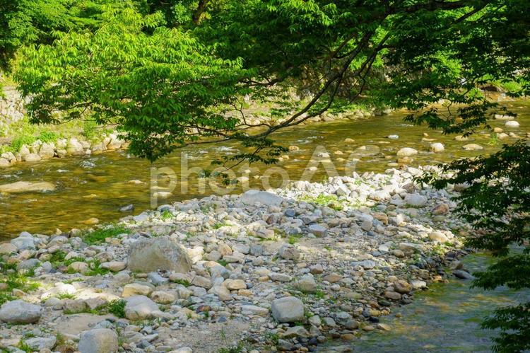 新緑の季節と清流 川,石,新緑の写真素材
