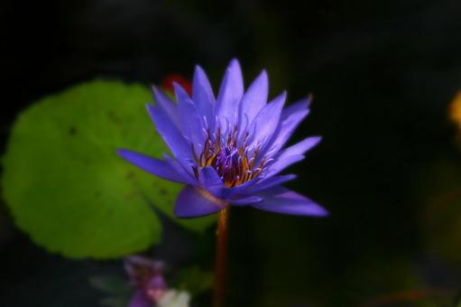 Water Lily, JPG Water Lily, JPG
