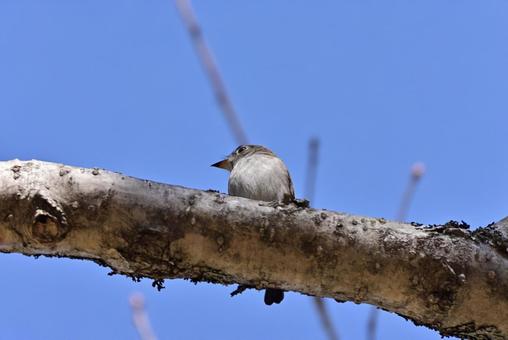 コサメビタキ コサメビタキ コサメビタキ,野鳥,小鳥の写真素材