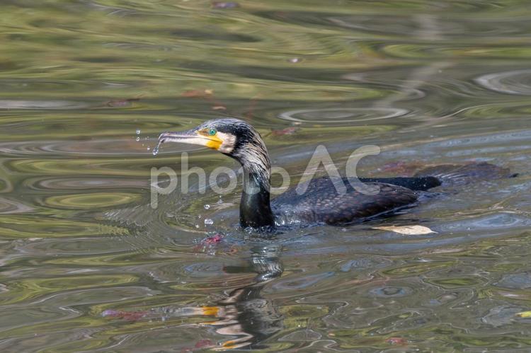 水中から現れたカワウ カワウ,鳥,野鳥の写真素材