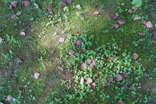 苔の上の落ち葉と木漏れ日 苔の上の落ち葉と木漏れ日 落葉,苔,枯葉の写真素材