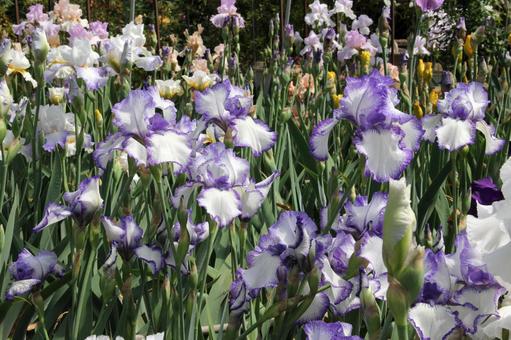 ジャーマンアイリス　咲く風景 鮮やか,ジャーマンアイリス,美しいの写真素材