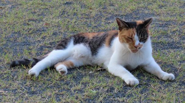 A fluffy calico cat dozing off in the cool evening breeze, JPG